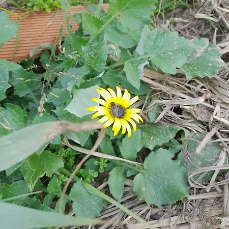 A Casinha Da Aguieira Na Lands Hause L6